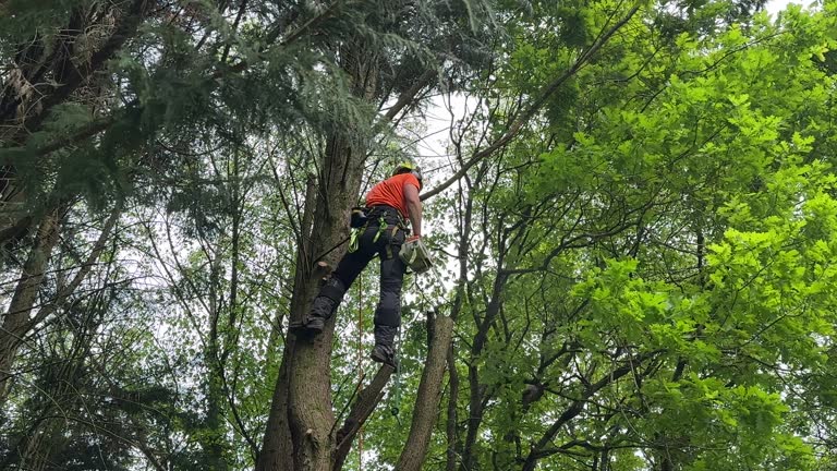 How Our Tree Care Process Works  in  Georgetown, TX